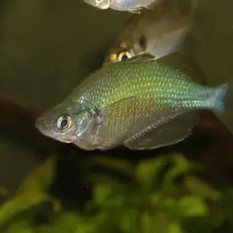 Lake Wanam Rainbowfish, photo 4