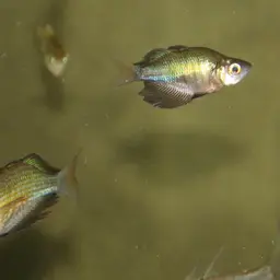Lake Wanam Rainbowfish, photo 5
