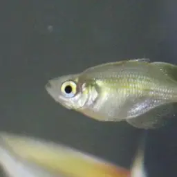 Lake Wanam Rainbowfish, photo 6