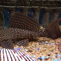 Sailfin Pleco, photo 1