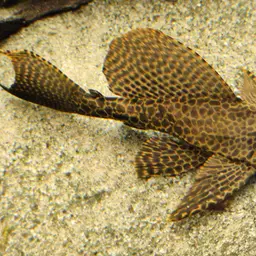 Sailfin Pleco, photo 2