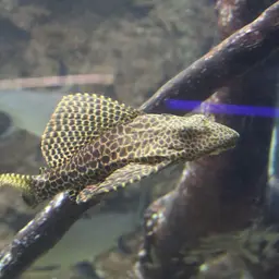Sailfin Pleco, photo 3