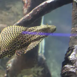 Sailfin Pleco, photo 4