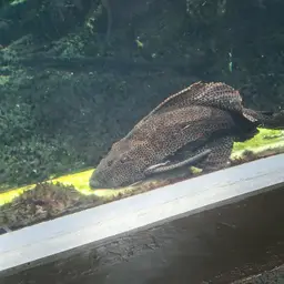 Sailfin Pleco, photo 5
