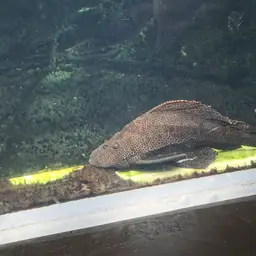 Sailfin Pleco, photo 6