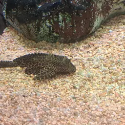 Sailfin Pleco, photo 7