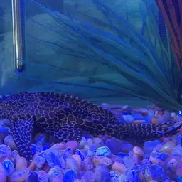 Sailfin Pleco, photo 8