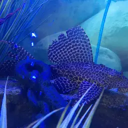 Sailfin Pleco, photo 9