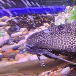 Sailfin Pleco, photo 10
