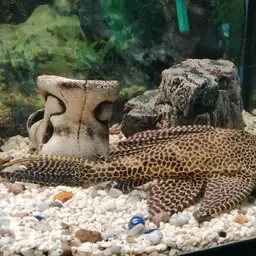 Sailfin Pleco, photo 11
