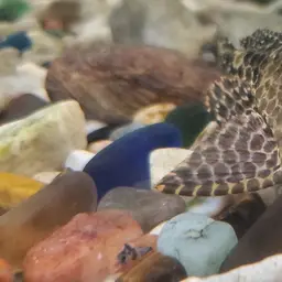 Sailfin Pleco, photo 12