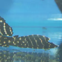 Hardback King Pleco, photo 1