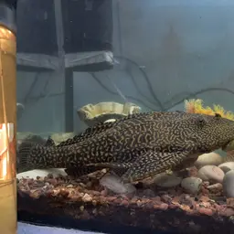 Hardback King Pleco, photo 2