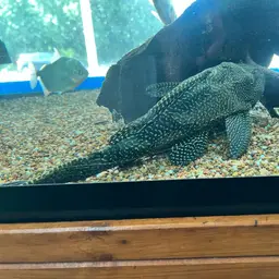 Hardback King Pleco, photo 3