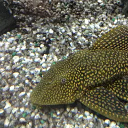 Hardback King Pleco, photo 4