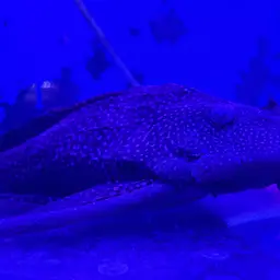 Hardback King Pleco, photo 5