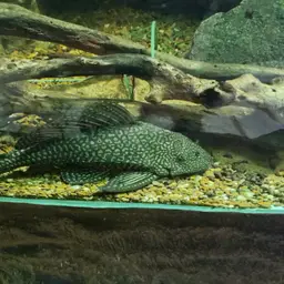 Hardback King Pleco, photo 6