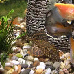 Hardback King Pleco, photo 7