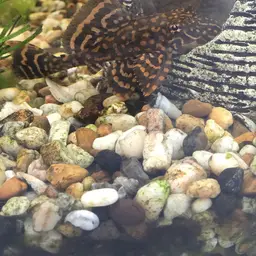 Hardback King Pleco, photo 8
