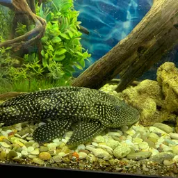Hardback King Pleco, photo 9