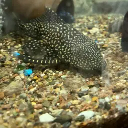 Hardback King Pleco, photo 10
