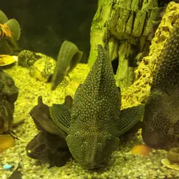 Hardback King Pleco, photo 11
