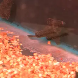 Hardback King Pleco, photo 12