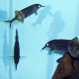 Elephant Fish