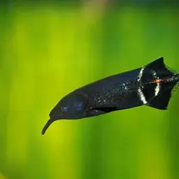 Elephant Fish, photo 4