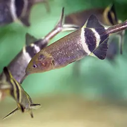 Elephant Fish, photo 5