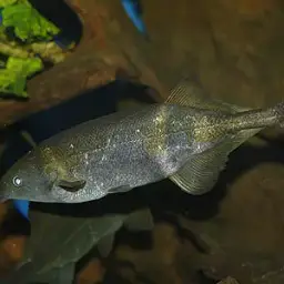 Elephant Fish, photo 6
