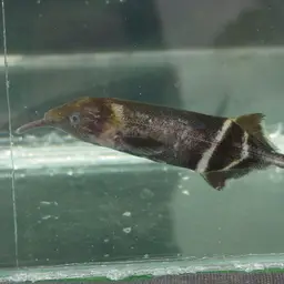 Elephant Fish, photo 7