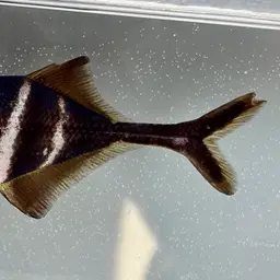 Elephant Fish, photo 8