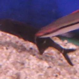 Elephant Fish, photo 9