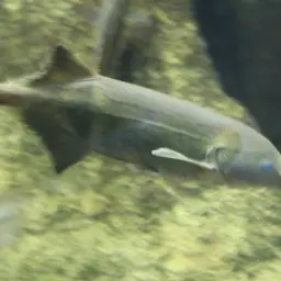 Elephant Fish, photo 10