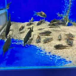 Elephant Fish, photo 12