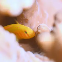 Coral Goby, photo 1