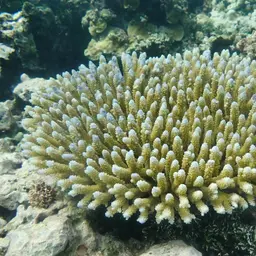 Coral Goby, photo 5