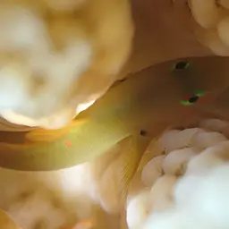 Coral Goby, photo 6