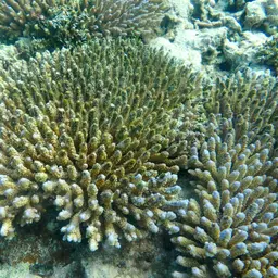 Coral Goby, photo 7