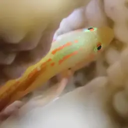Coral Goby, photo 8