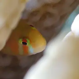 Coral Goby, photo 9