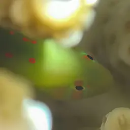 Coral Goby, photo 10