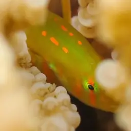 Coral Goby, photo 12