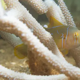 Lemon Coral Goby
