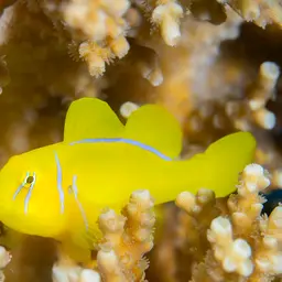 Lemon Coral Goby, photo 2