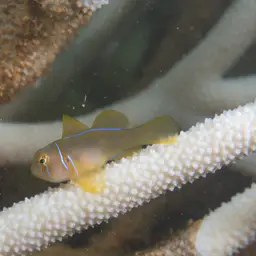 Lemon Coral Goby, photo 3