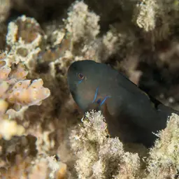 Lemon Coral Goby, photo 4