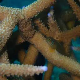 Lemon Coral Goby, photo 5