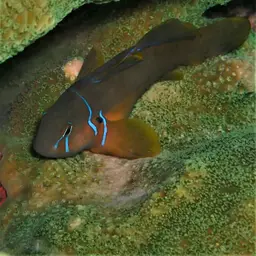 Lemon Coral Goby, photo 6